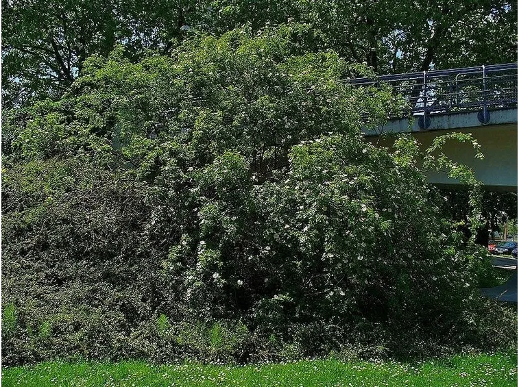 Un esemplare di Rosa Canina
