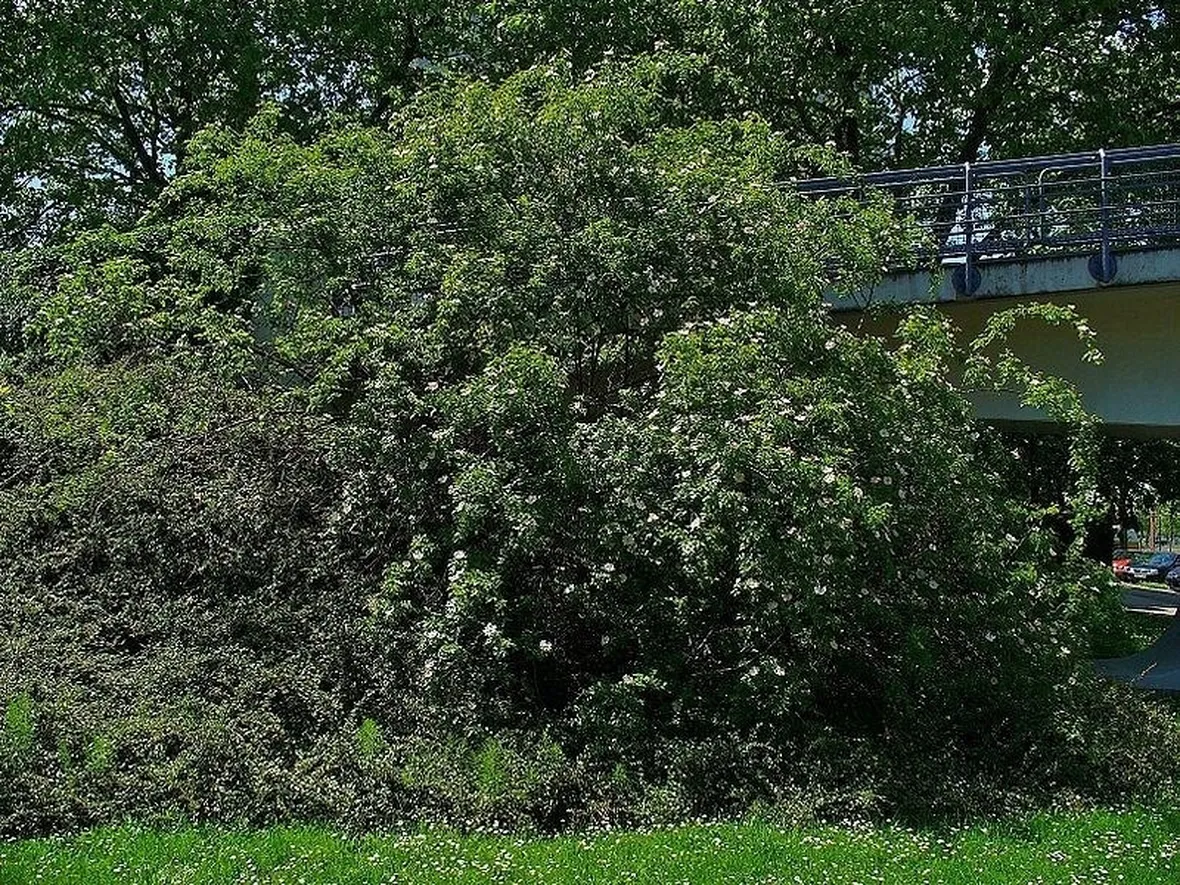 Un esemplare di Rosa Canina