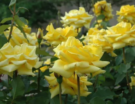 Dettaglio piante di rose
