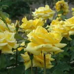 Dettaglio piante di rose