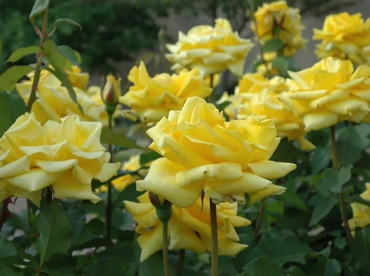 Dettaglio piante di rose