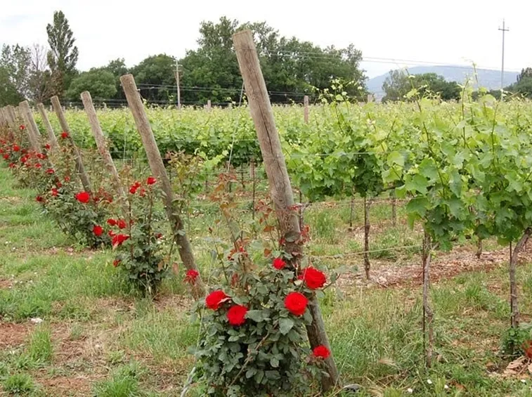 Coltivare le rose