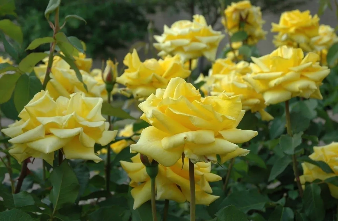 Dettaglio piante di rose