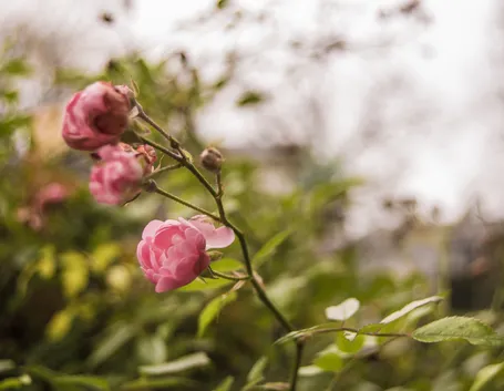 come potare una rosa