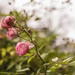 come potare una rosa