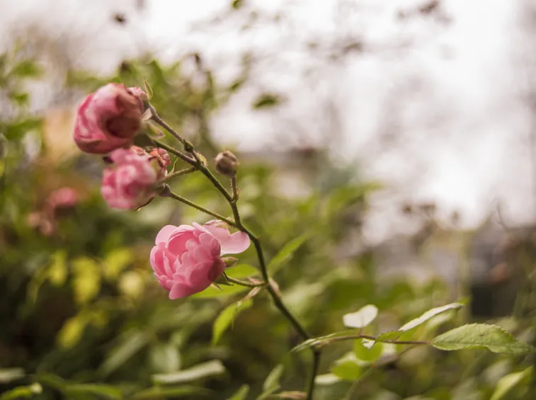 come potare una rosa