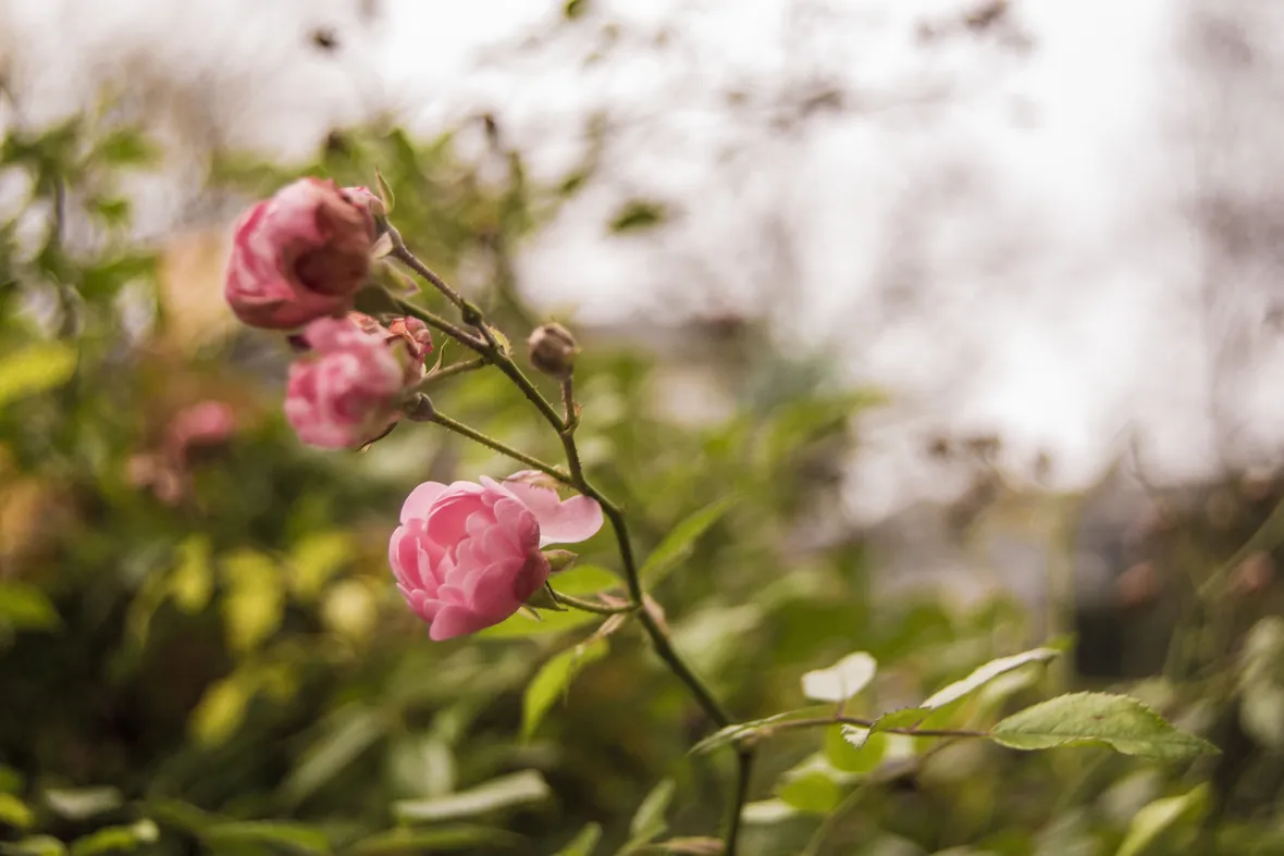 come potare una rosa