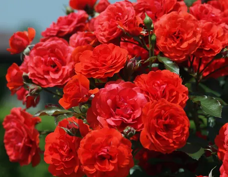 rose rosse