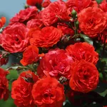 rose rosse