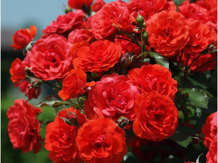 rose rosse