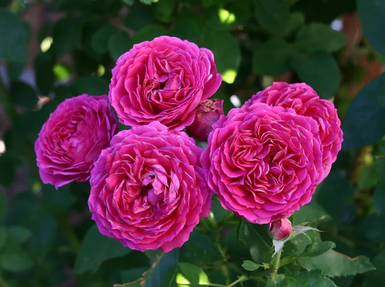 rosa fuxia