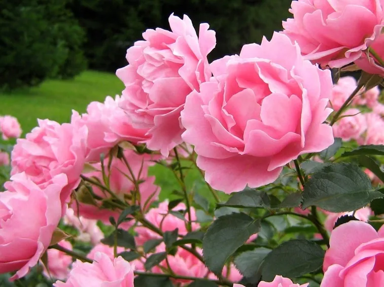 rosa rosa