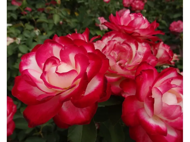 rosa rosa