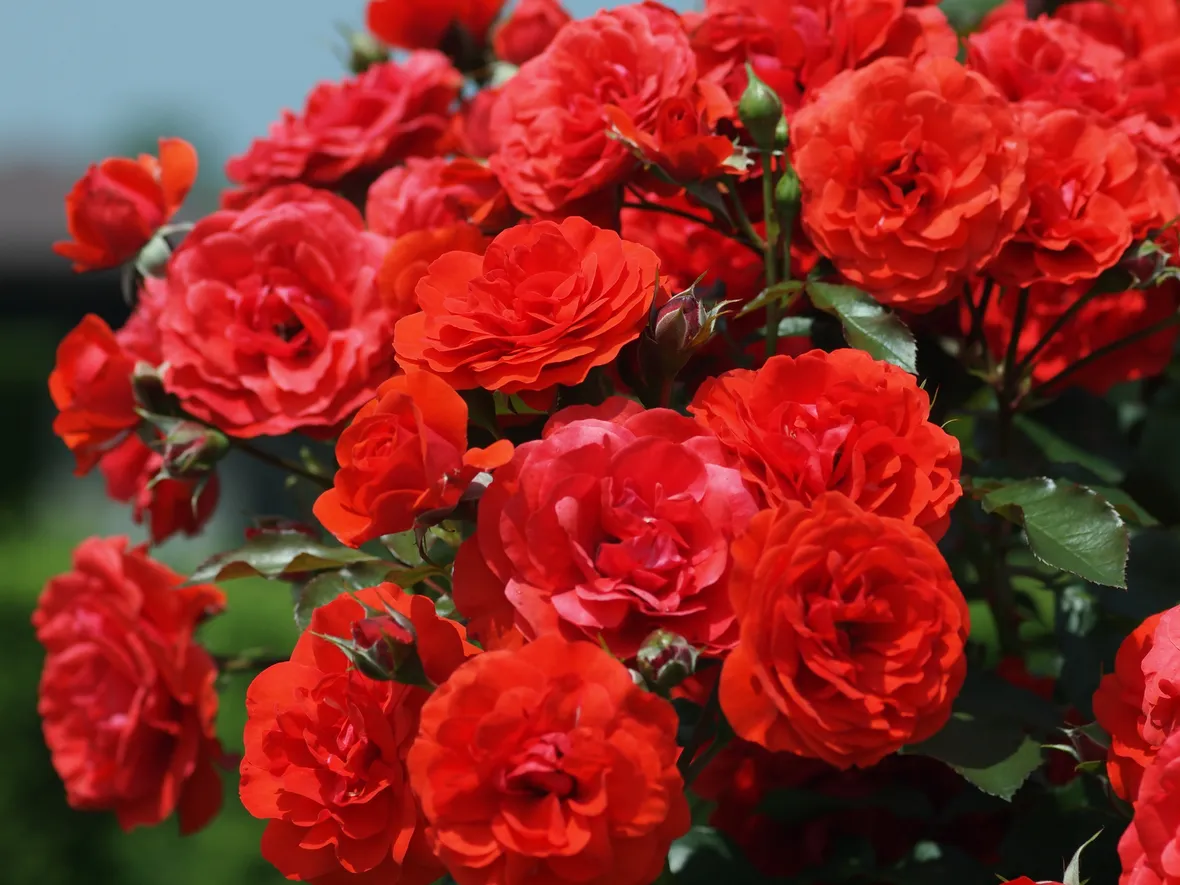 rose rosse