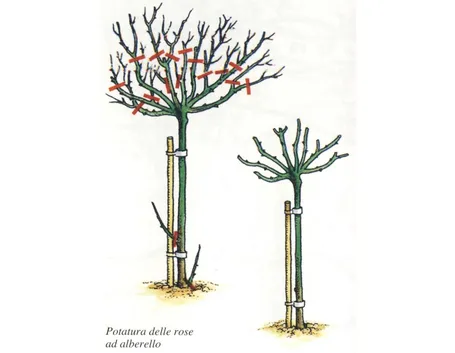 Esempio potatura rose