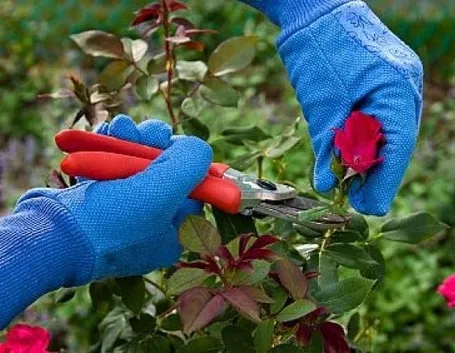 Una buona potatura migliora la qualità della fioritura
