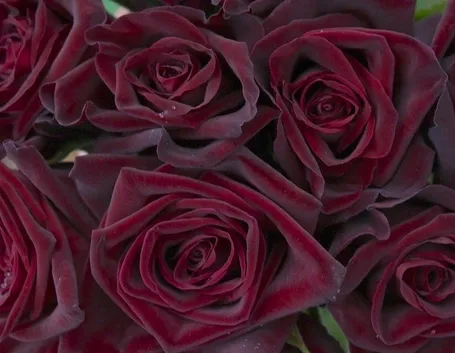 Rose Baccarat