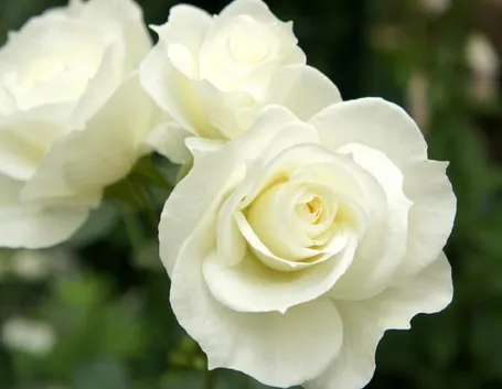 rosa bianca cespuglio