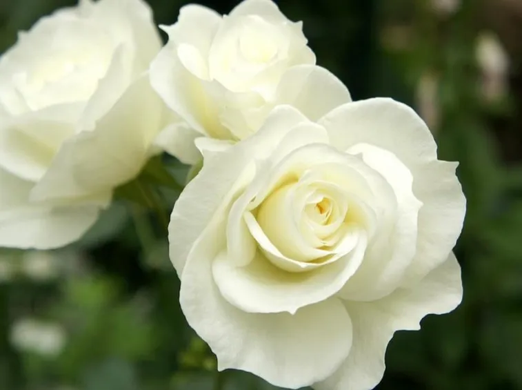 rosa bianca cespuglio