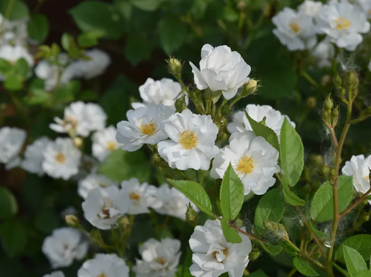 rosa bianca tappezzante 