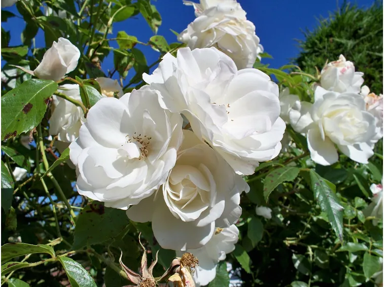 rose bianche 