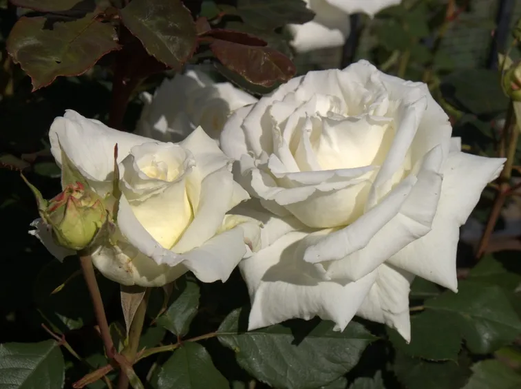 rosa bianca