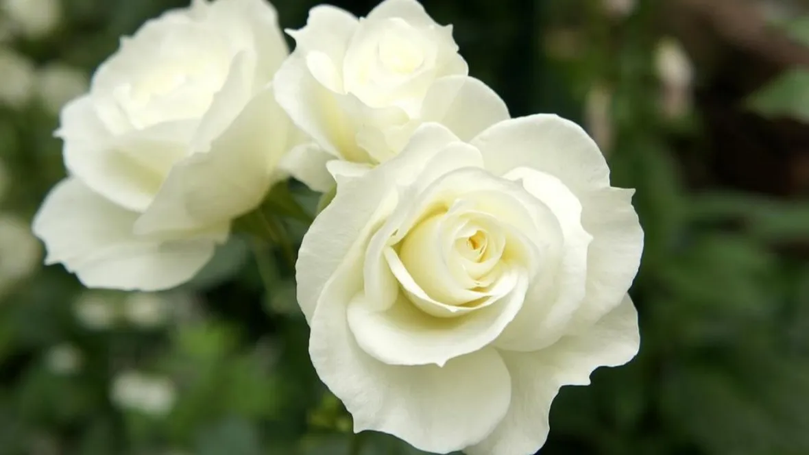 rosa bianca cespuglio