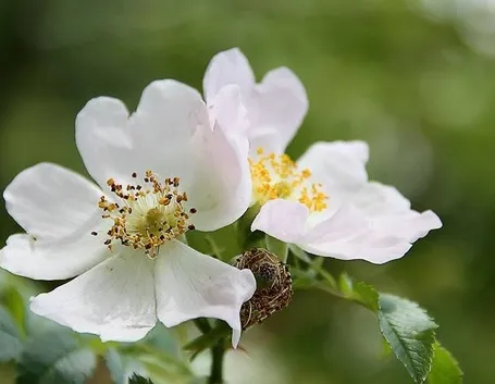 rosa canina