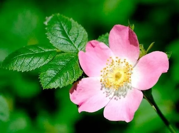 rosa canina