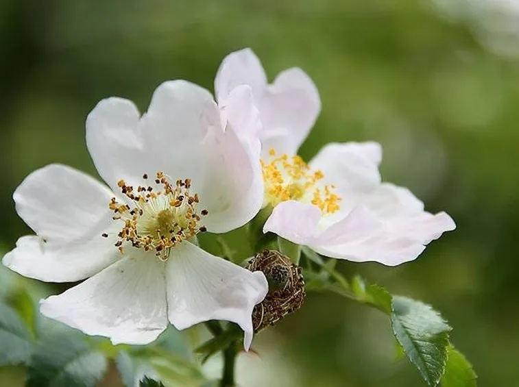 rosa canina