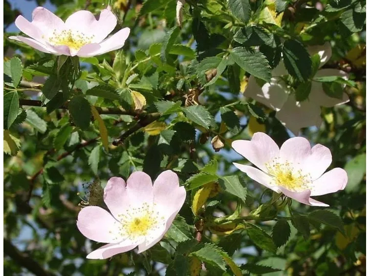 rosa canina