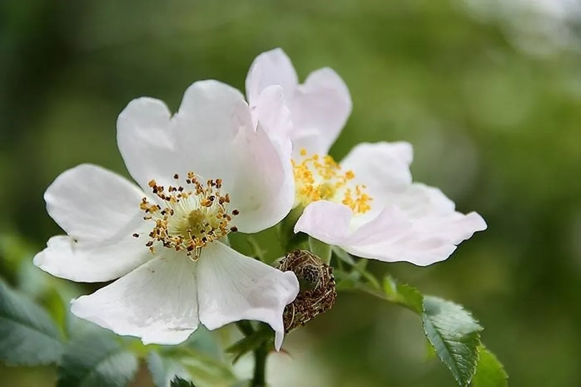 rosa canina