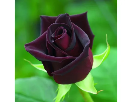 Il fiore della rosa