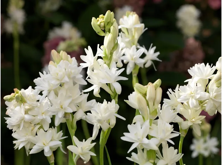 Tuberosa bianca