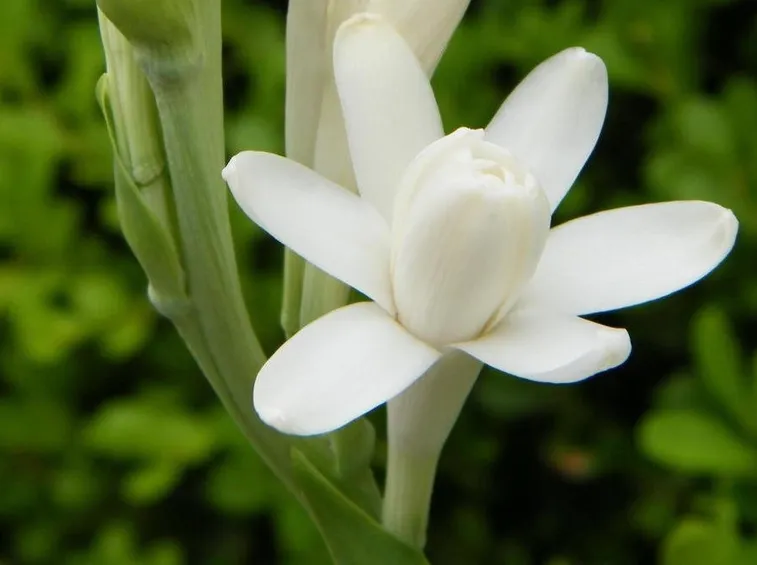 Fiore di tuberosa