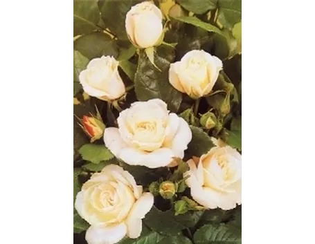 rosa floribunda paloma