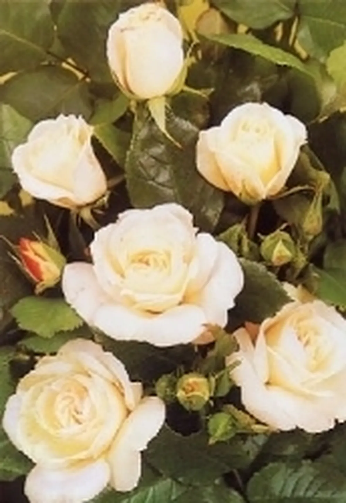 rosa floribunda paloma