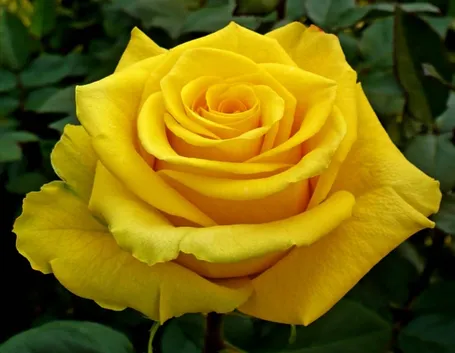 rosa amarilla