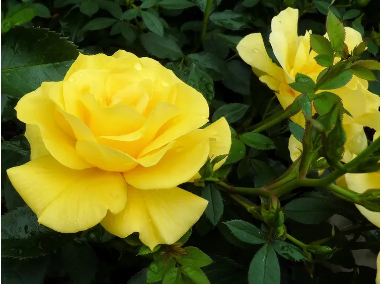 rosa gialla cespuglio