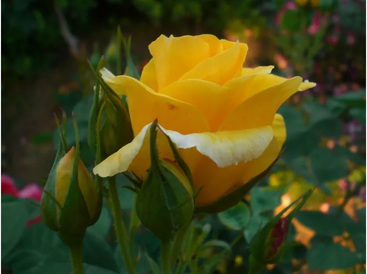 rosa gialla bocciolo