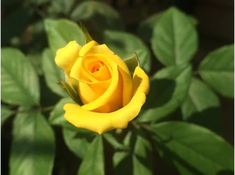 bocciolo rosa gialla