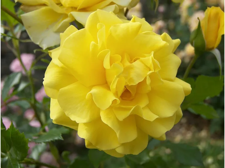 rosa foetida persiane