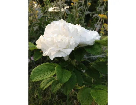 primo piano rosa rugosa