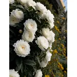 primo piano rosa rugosa