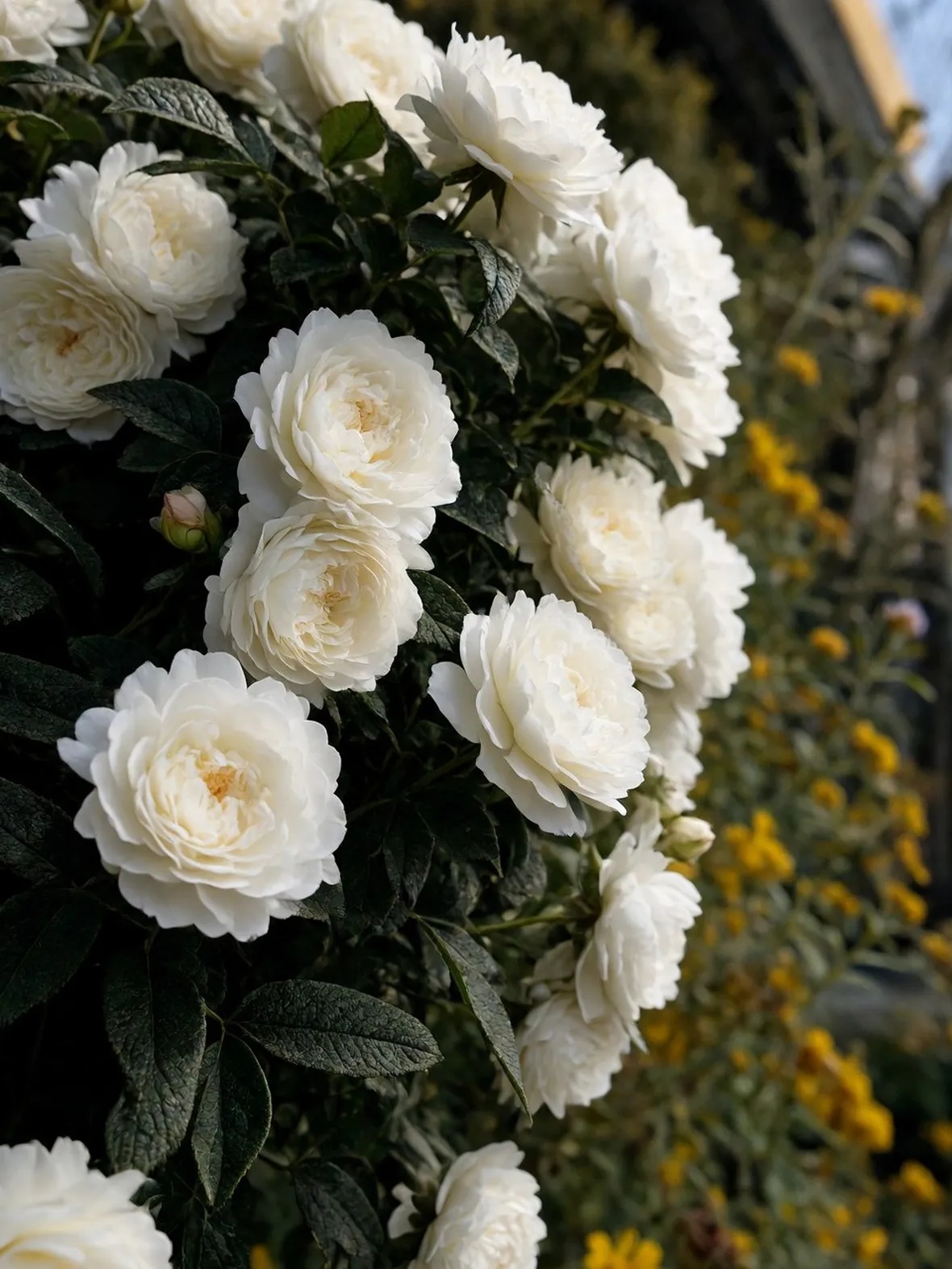 primo piano rosa rugosa