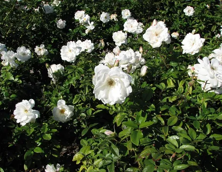 Rosa iceberg