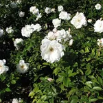 Rosa iceberg
