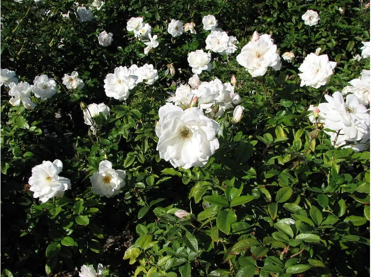 Rosa iceberg