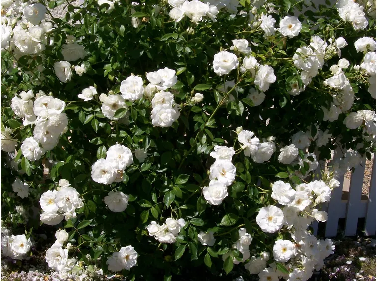 Rosa rampicante giardino