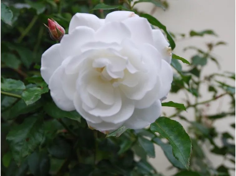 Rosa rampicante fiore